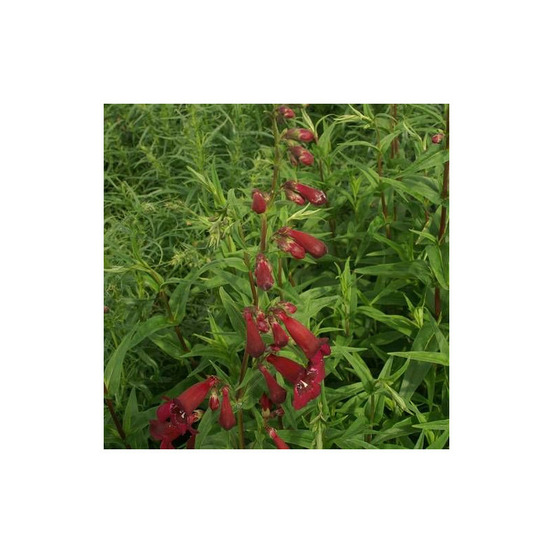 Penstemon blackbird godet - 5/20 cm