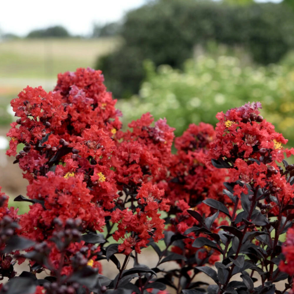 Lilas des indes sunset magic® 'piilag-ix', lagerstroemia pot de 7,5 litres - 1/4 tige