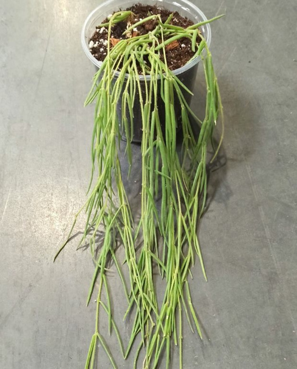 Hoya linearis small d. 9cm h. 35cm - plante d'intérieur