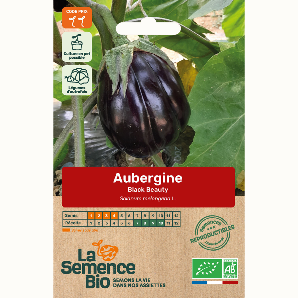 Aubergine black beauty - graines bio