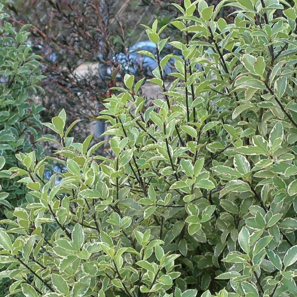 Pittosporum panaché, pittospore pot de 7,5l - 60/80 cm