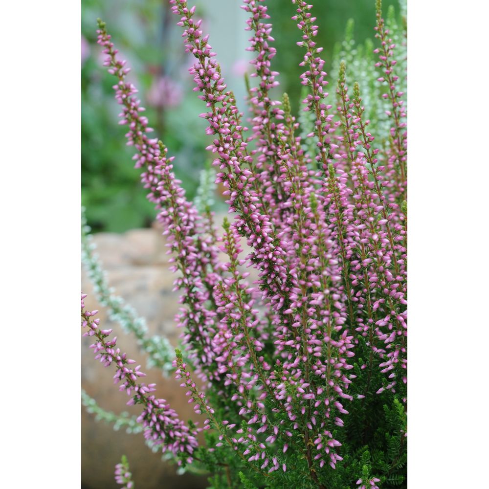 Bruyère d'été 'rosita ?' - en pot de 1 litre
