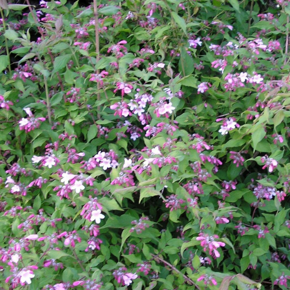 Buisson de beauté pink cloud, kolkwitzia pot de 4l - 40/60 cm