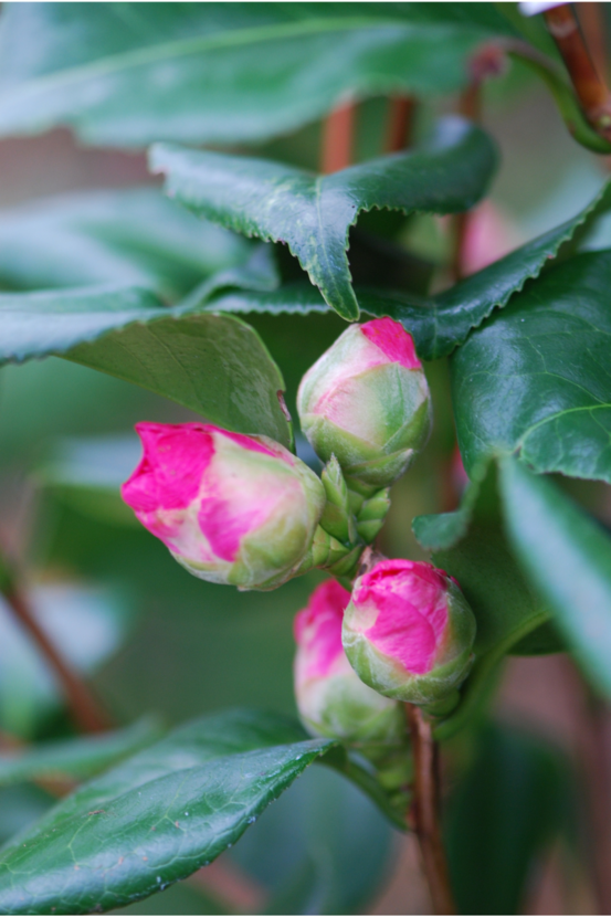 Camélia 'dr king' - en pot de 1 litre