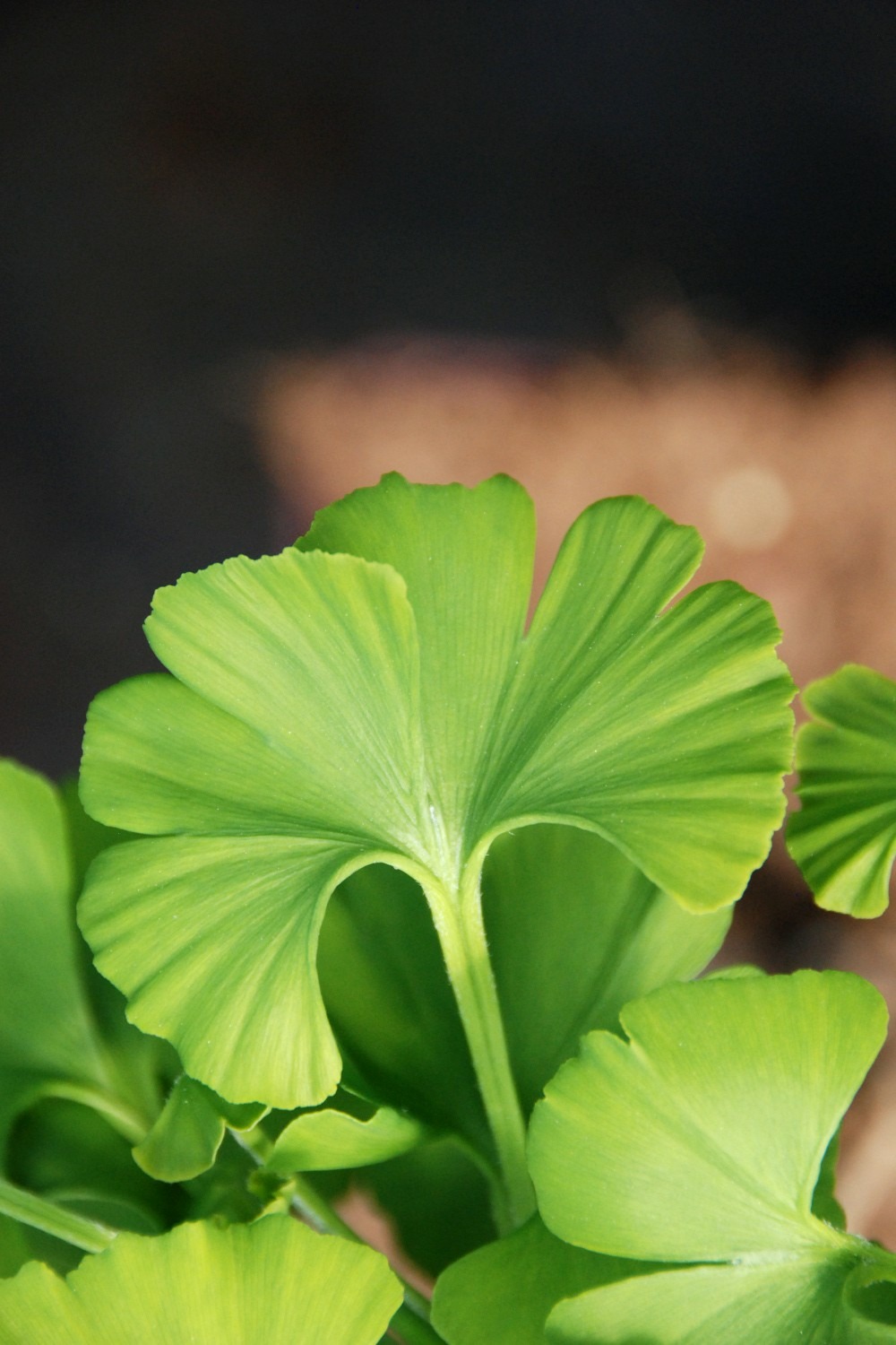 Ginkgo 'mariken' touffe - en pot de 2 litres