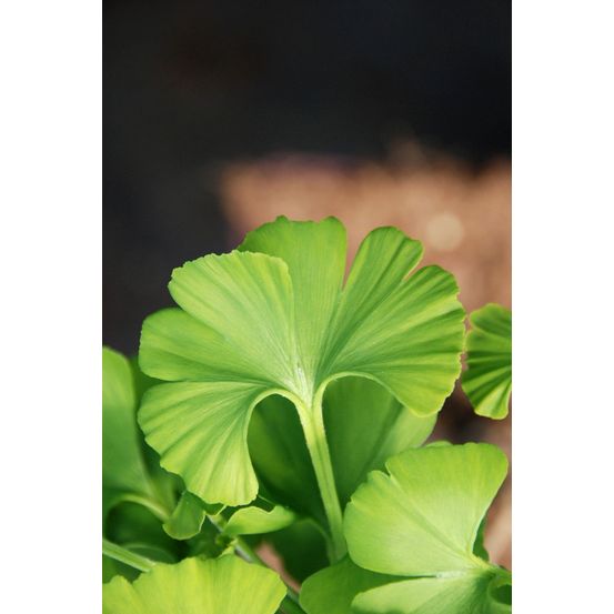 Ginkgo 'mariken' touffe - en pot de 2 litres