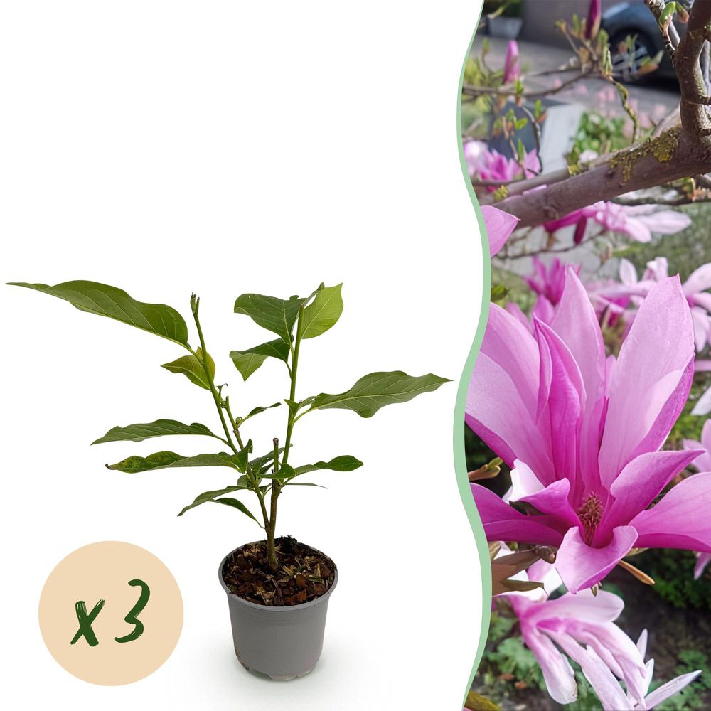 Magnolia 'susan' - lot de 3 - pot 12 cm - hauteur 30 cm - violet - plante d'extérieur