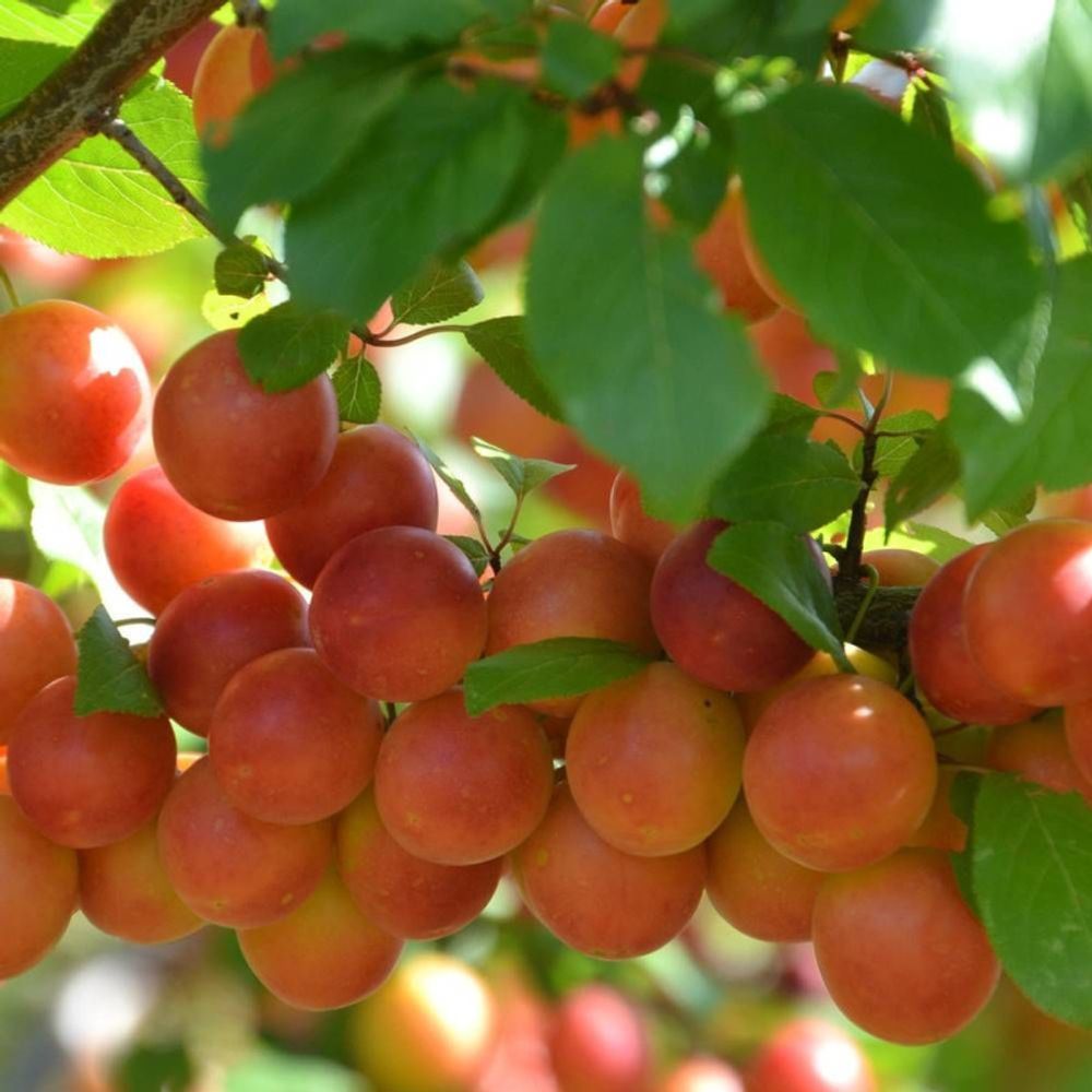 Prunier prune abricot pot de 15l - 1/2 tige - 150/175 cm