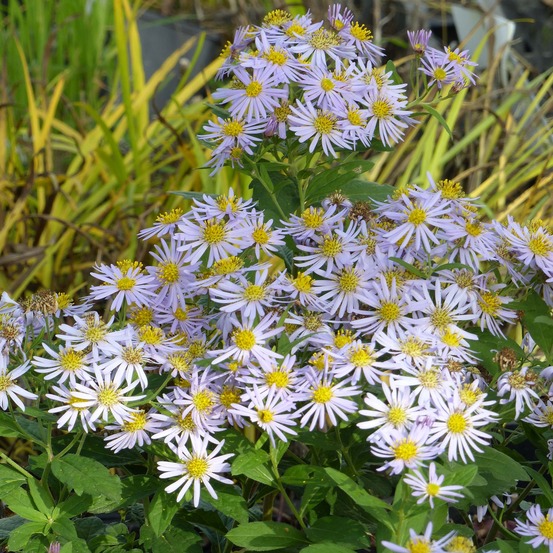 Aster ageratoides 'asran' godet de 8/9 cm