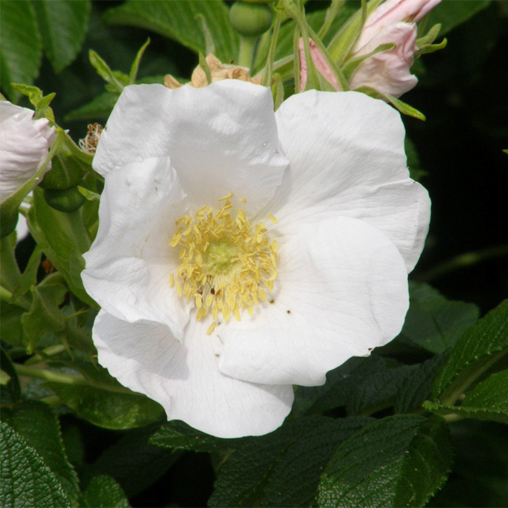 Rosier rugueux 'alba' pot de 3l/4l, qualité 2 branches