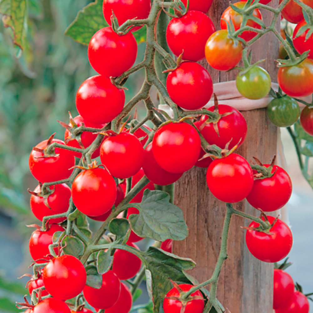 Plant de Tomate cerise crokini - Plant potager - Pot 0,5 L