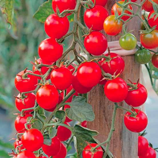 Plant de Tomate cerise crokini - Plant potager - Pot 0,5 L