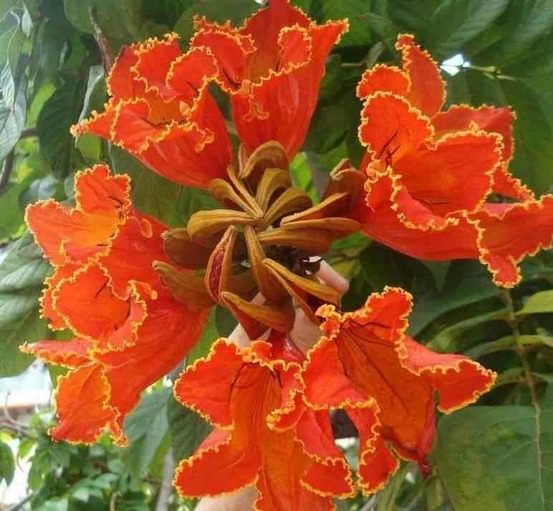 Spathodea campanulata (tulipier du gabon) pot de 35l - 150/175cm