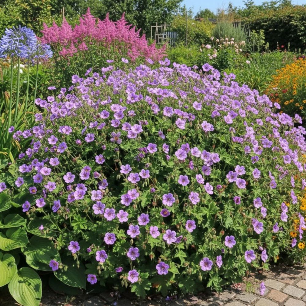 Géranium vivace mary anne® lot de 3 godets