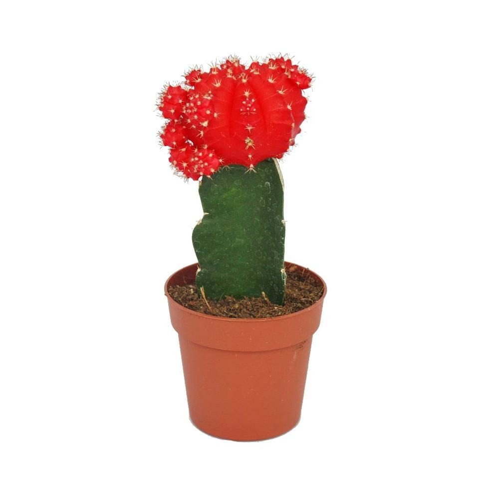 Gymnocalycium mihanovichii - cactus fraise - rouge - pot de 8,5cm