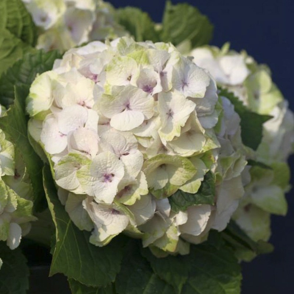 Hortensia 'magical noblesse' pot de 2l/3l