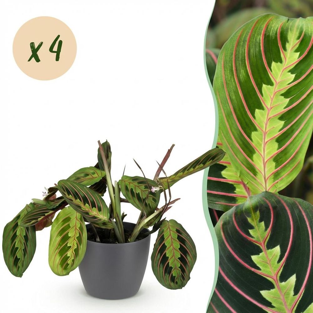 Maranta fascinator tricolour - pet-friendly - pot de 12cm - hauteur 25cm - plantes d'intérieur