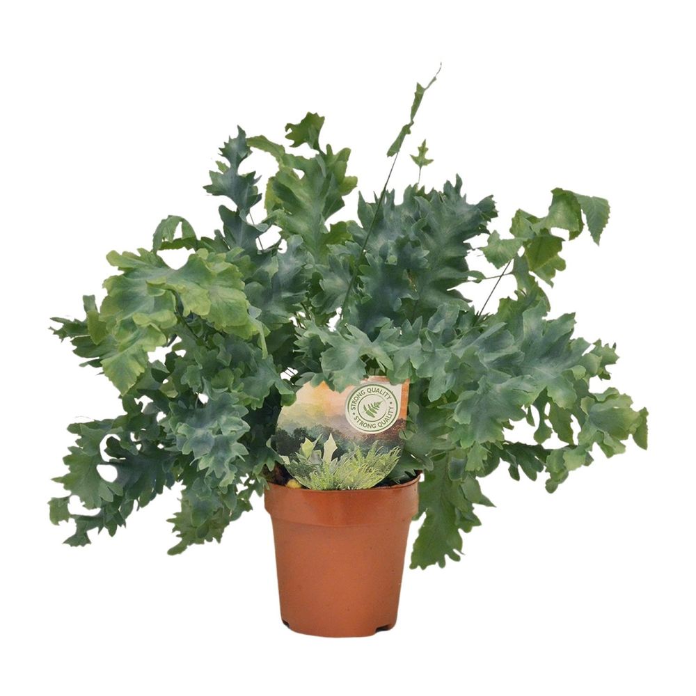Phlebodium davana - ø12cm - ↕35cm - plantes d'intérieur