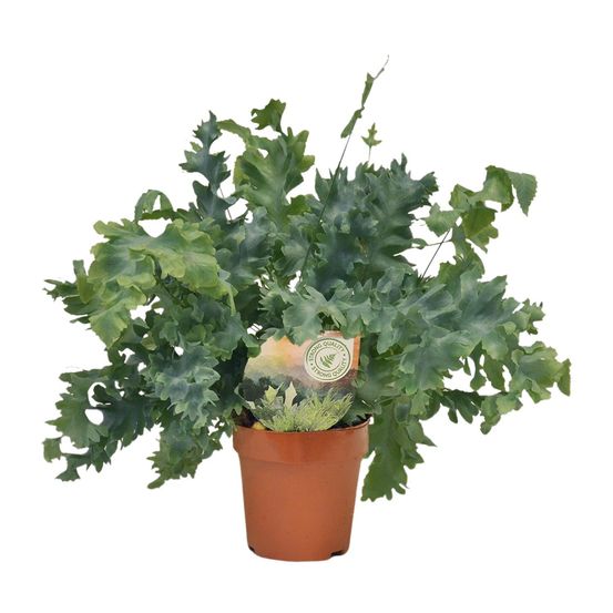Phlebodium davana - ø12cm - ↕35cm - plantes d'intérieur