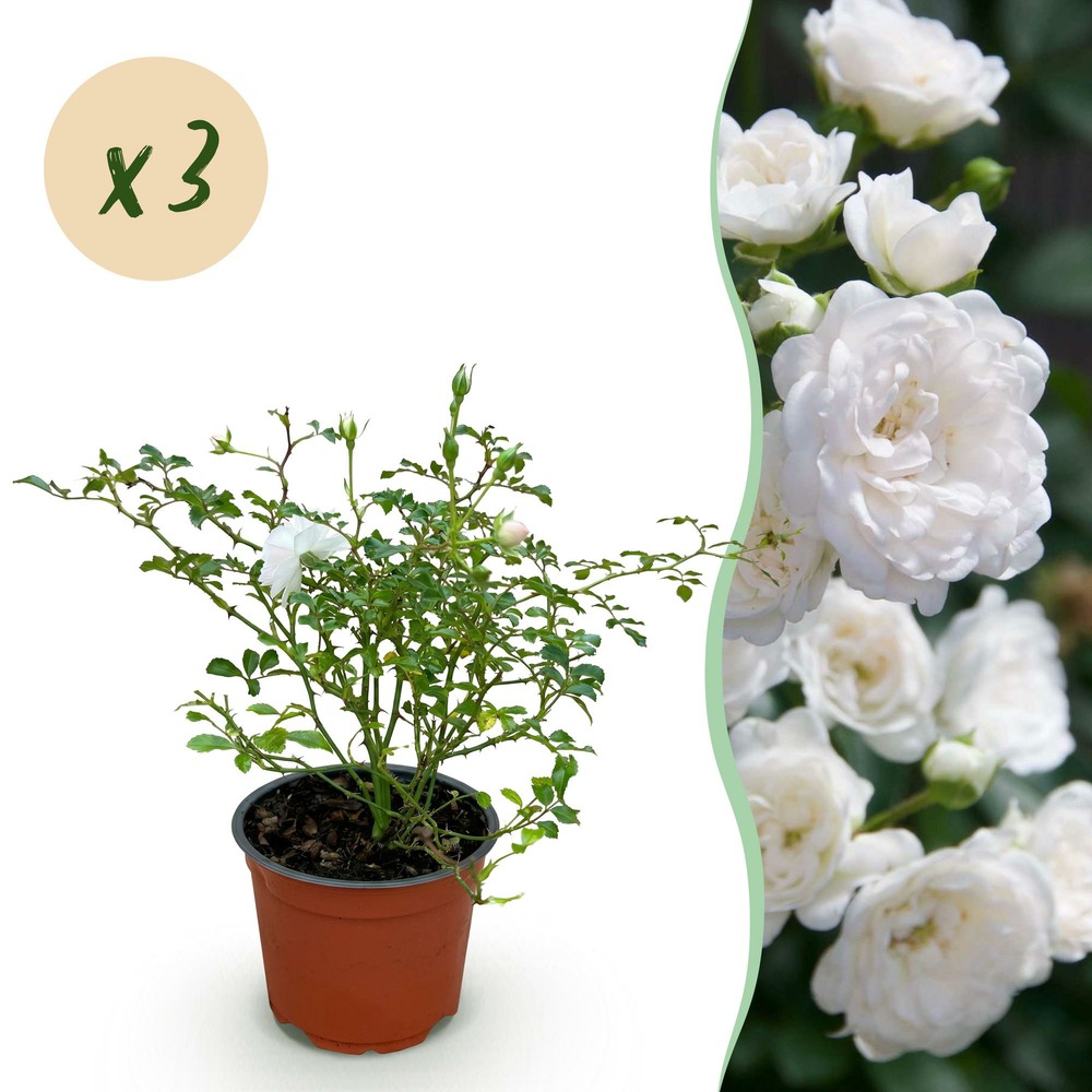 Rosier 'white fairy' - lot de 3 - pot 12 cm - hauteur 20 cm