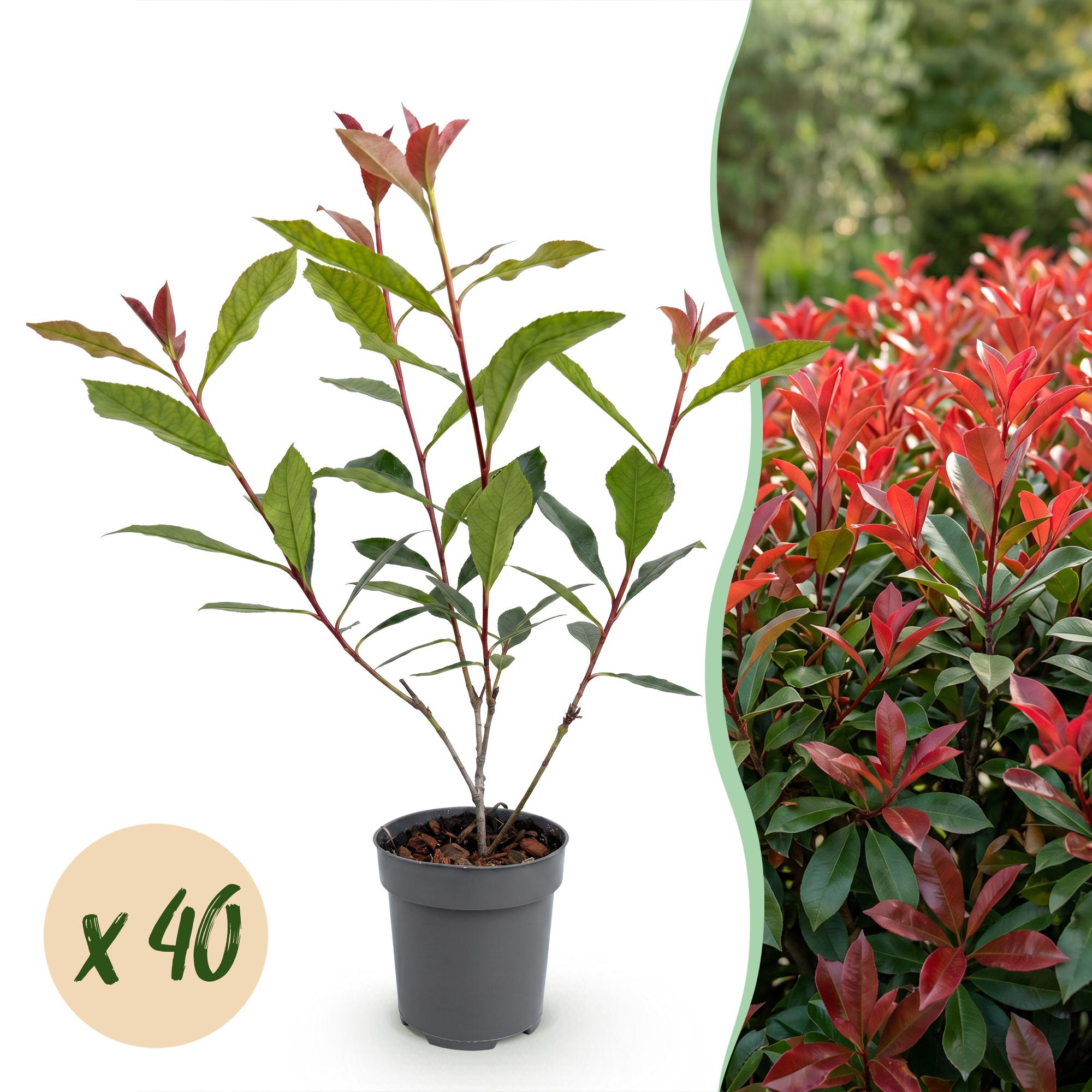 Photinia carré rouge - lot de 40 - pot 9 cm - hauteur 25-35 cm