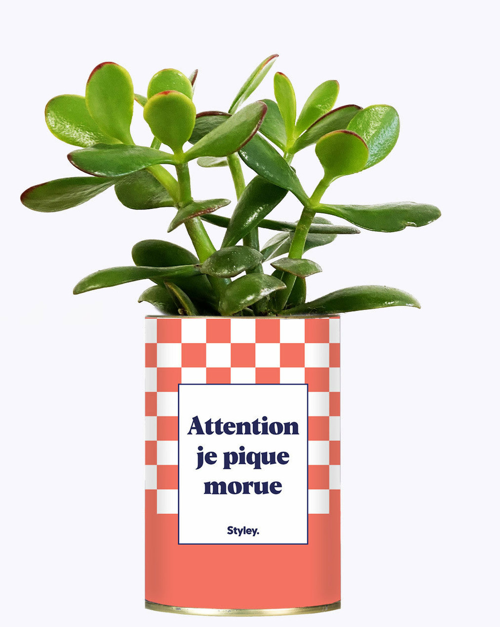 Plante personnalisée - attention je pique morue - cactus