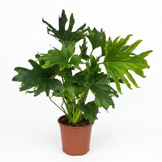 Philodendron - philodendron lickety split - pot de 19cm - hauteur 70cm - plantes d'intérieur