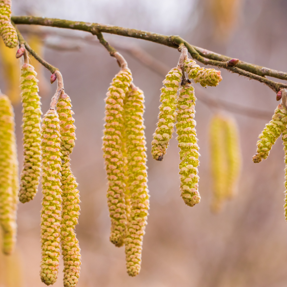 Noisetier commun racines nues merveille de bolwiller - corylus avellana merveille de bolwiller