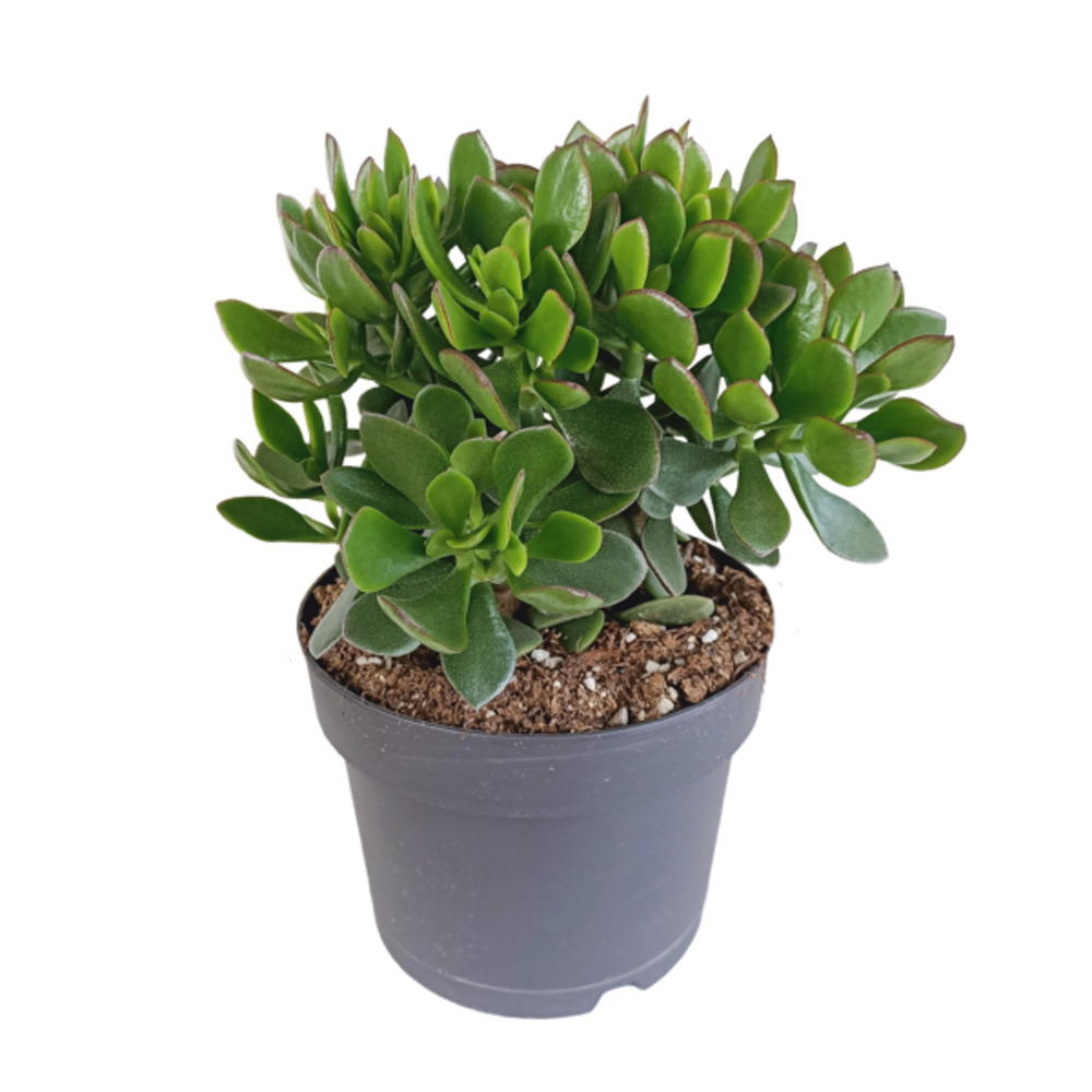 Crassula 'minova' - succulente - plante d'intérieur - facile d'entretien - ⌀17 cm - 30-40 cm