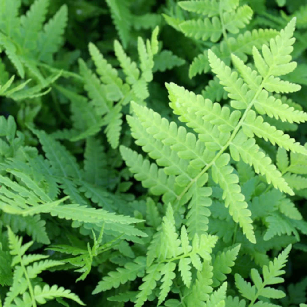 Fougère d'allemagne lot de 9 godets