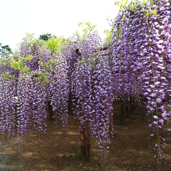 Glycine japonaise 'macrobotrys' pot de 2l/3l, plant greffé de + de 18 mois