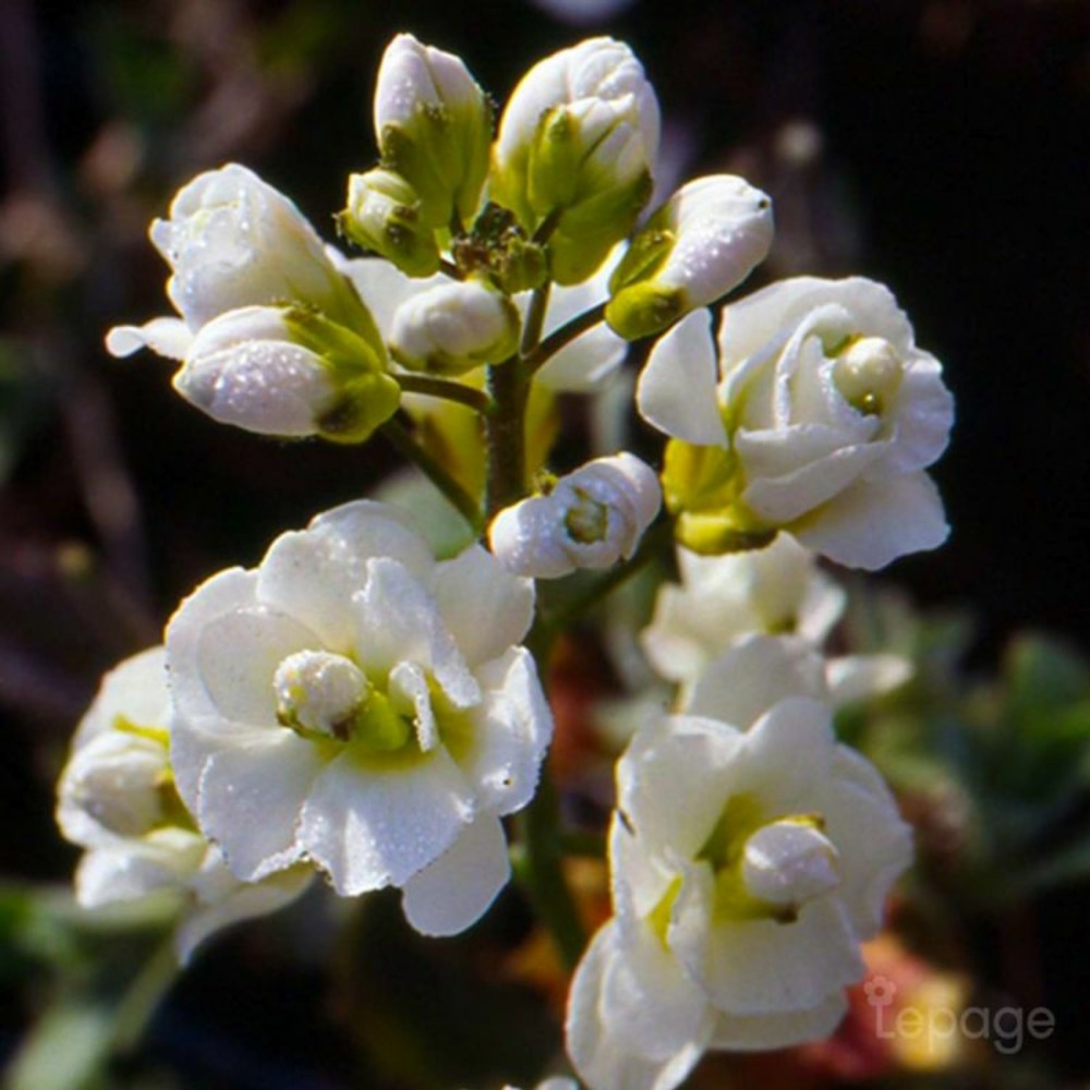 2 Arabettes du Caucase 'Plena' (Arabis Cau…