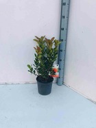 Arbutus unedo var. Rubra (arbousier)   blanc - taille pot de 2 litres ? 30/40 cm
