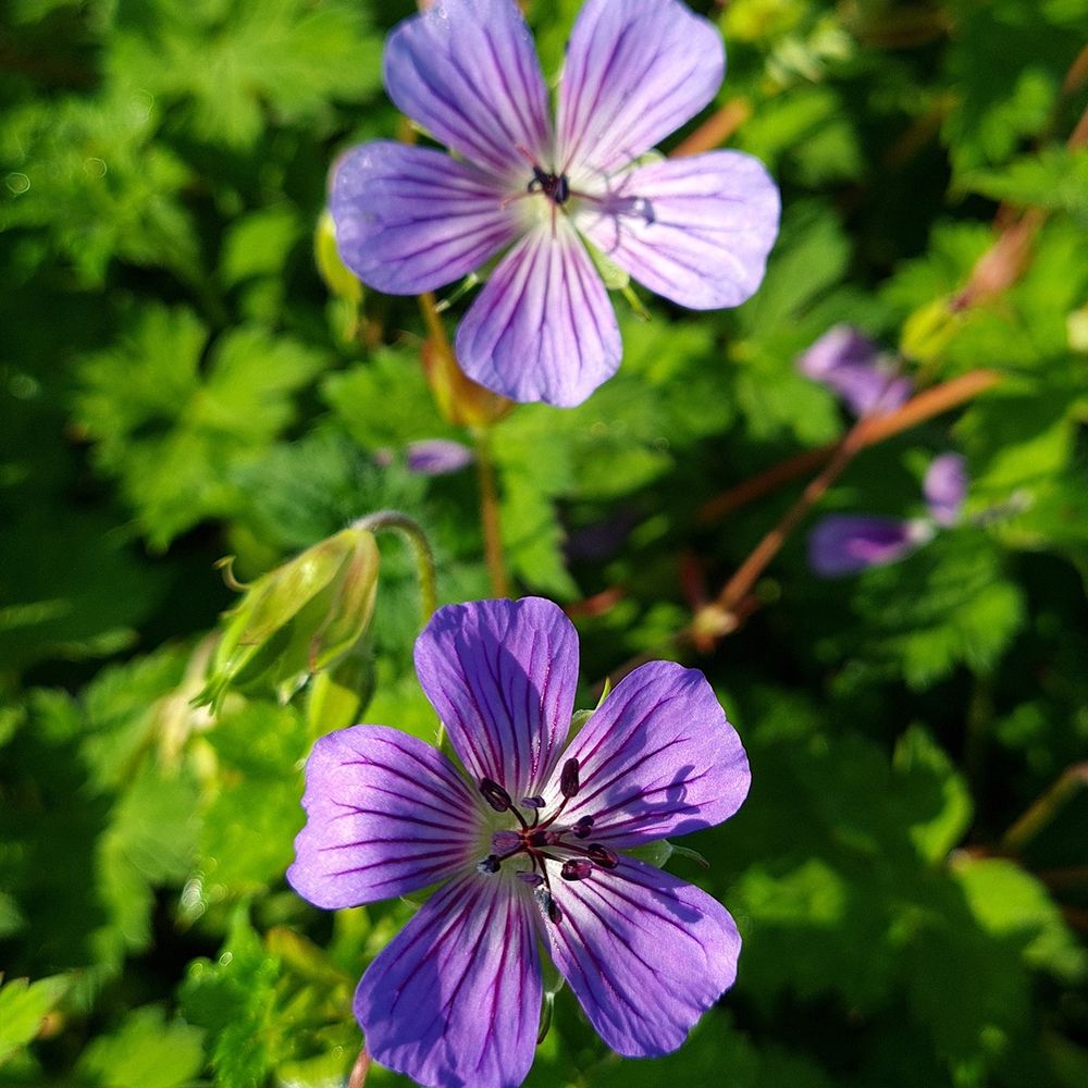 Géranium vivace 'magical all summer joy' godet de 8/9 cm