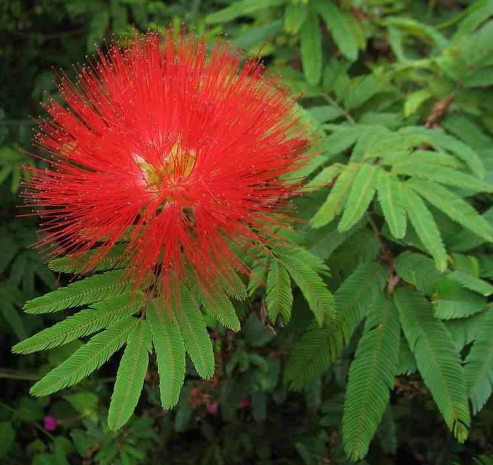 Calliandra tweedii pot de 3 litres - 80/100 cm