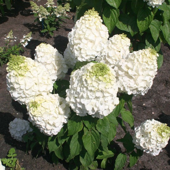 Hortensia paniculé 'magical mont blanc' pot de 3l/4l