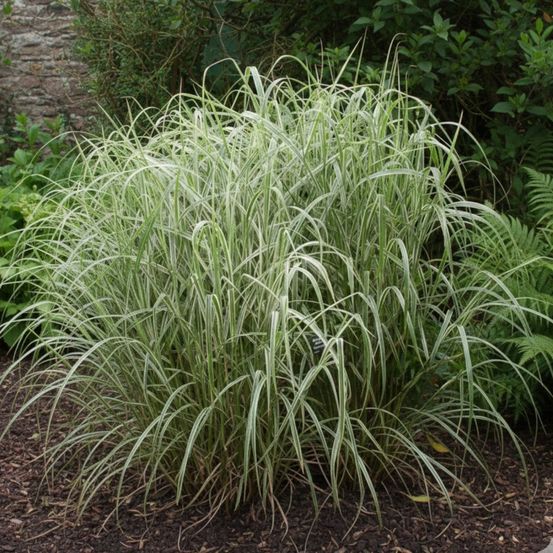 Miscanthus, roseau de chine cosmopolitan godet - 5/20 cm