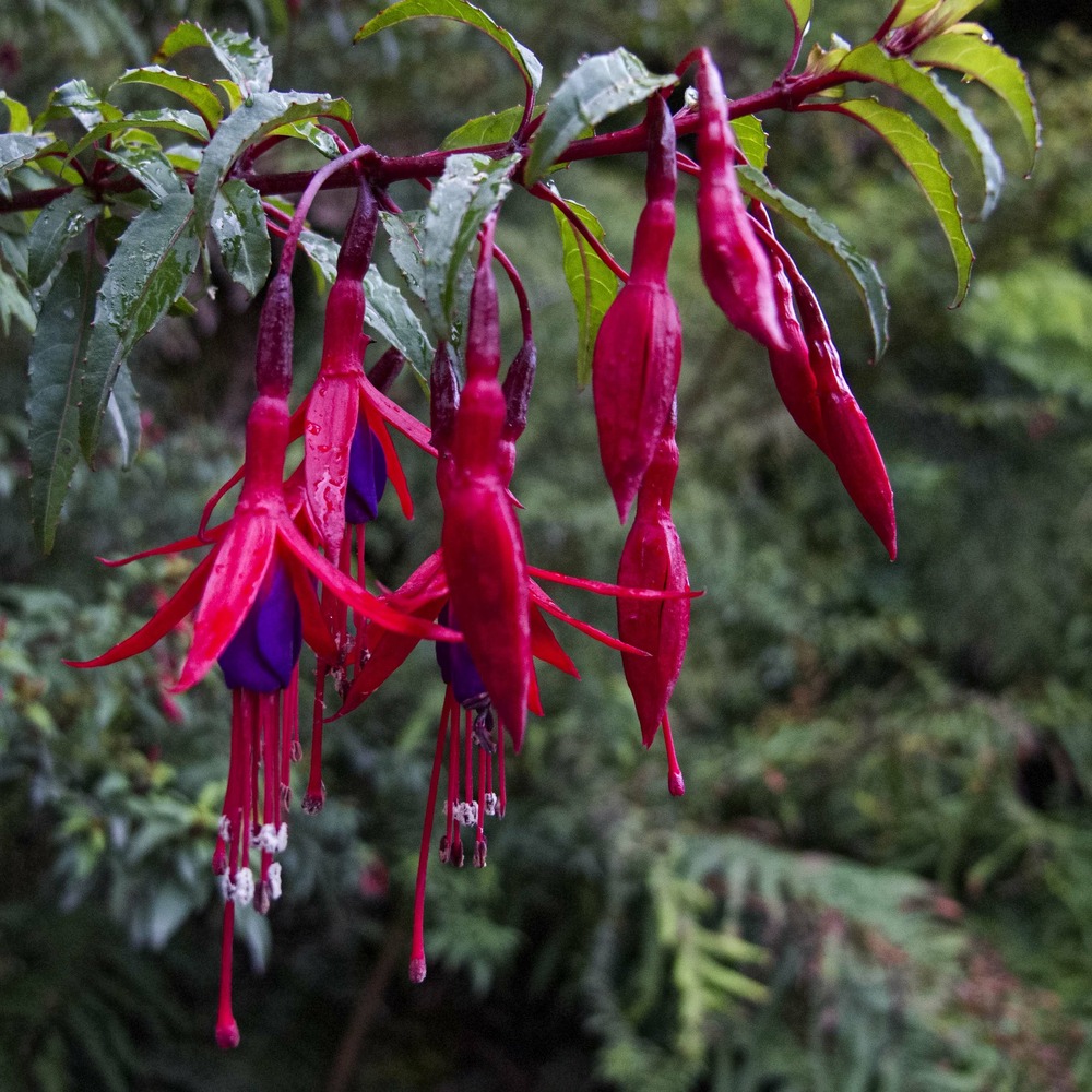 Fuchsia de magellan 'riccartonii' pot de 2l/3l
