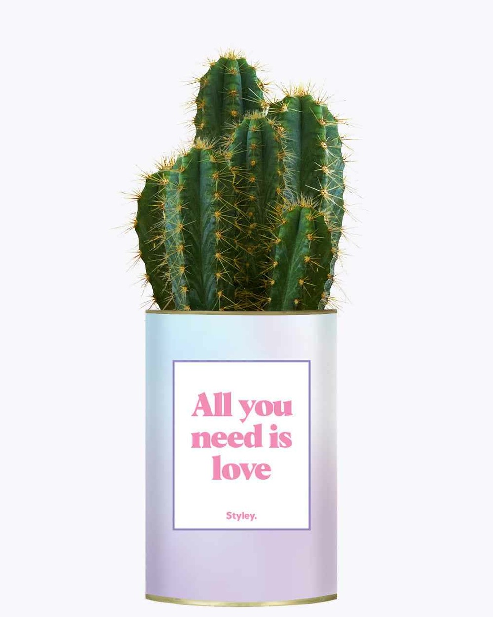 Plante drôle - all you need is love - cactus
