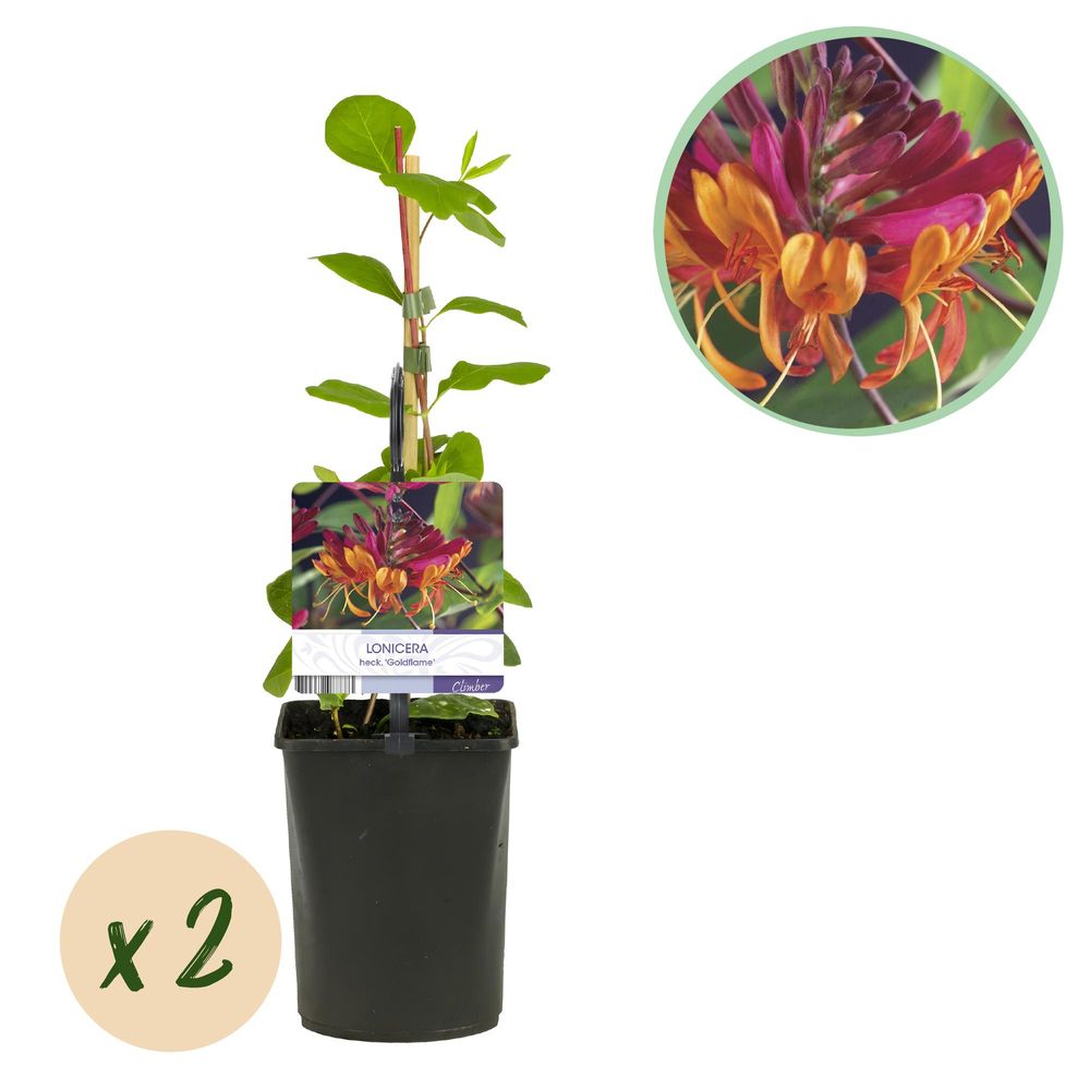 Chèvrefeuille 'goldflame' - pot 11 cm - hauteur 40 cm - plante d'extérieur