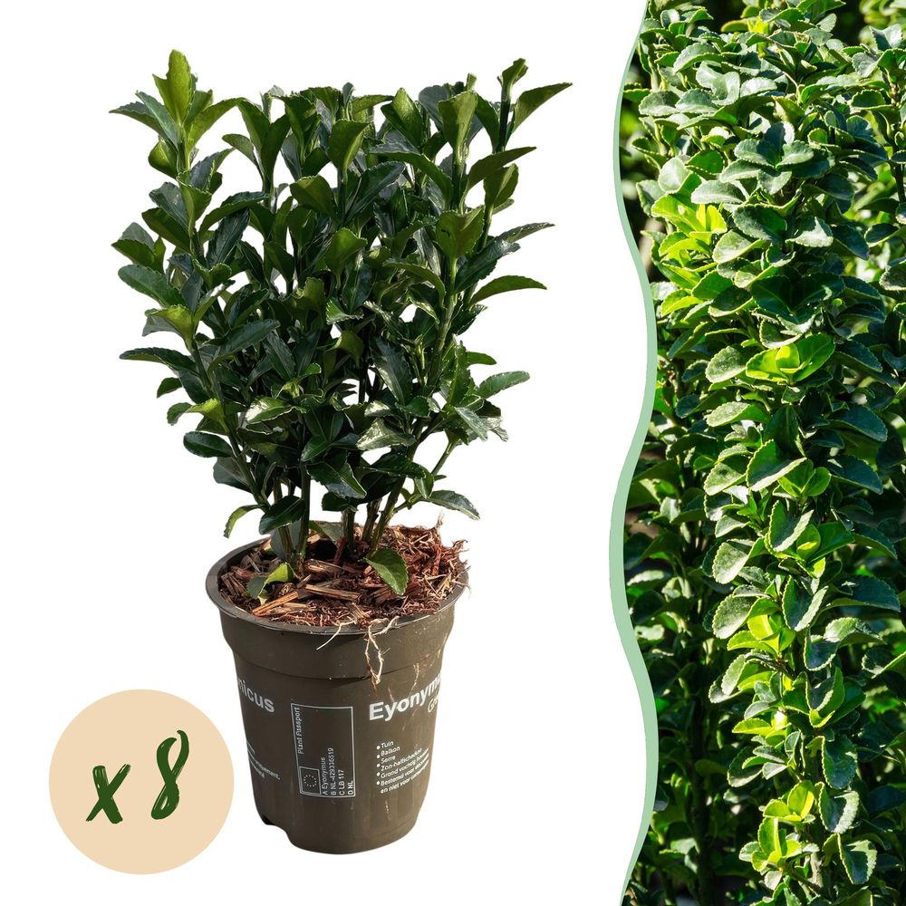 Fusain green spire - lot de 8 - pot 9 cm - hauteur 20-25 cm