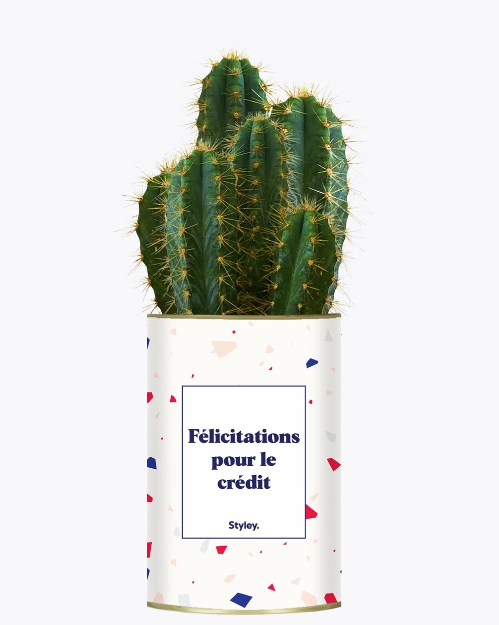 Plante personnalisée - félicitations pour le crédit - cactus