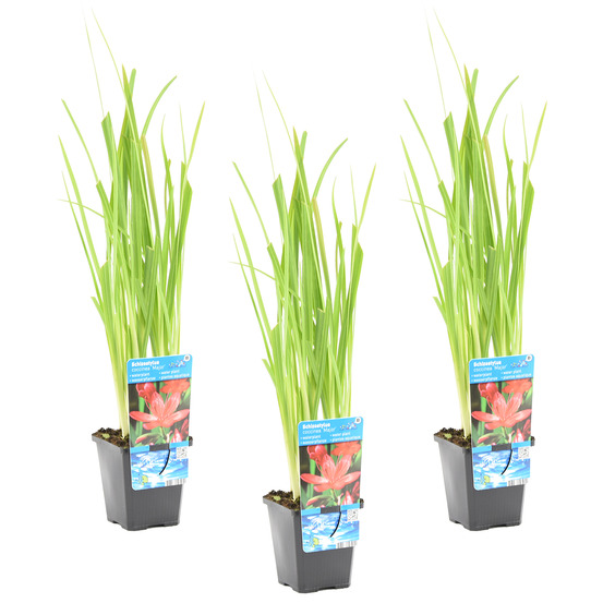 Lot de 3 - schizostylis 'mrs hegarty' - lis des cafres rose - 10-20 cm de haut - pot 9 cm