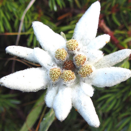 6 x edelweiss des alpes - leontopodium alpinum - godet 9cm x 9cm