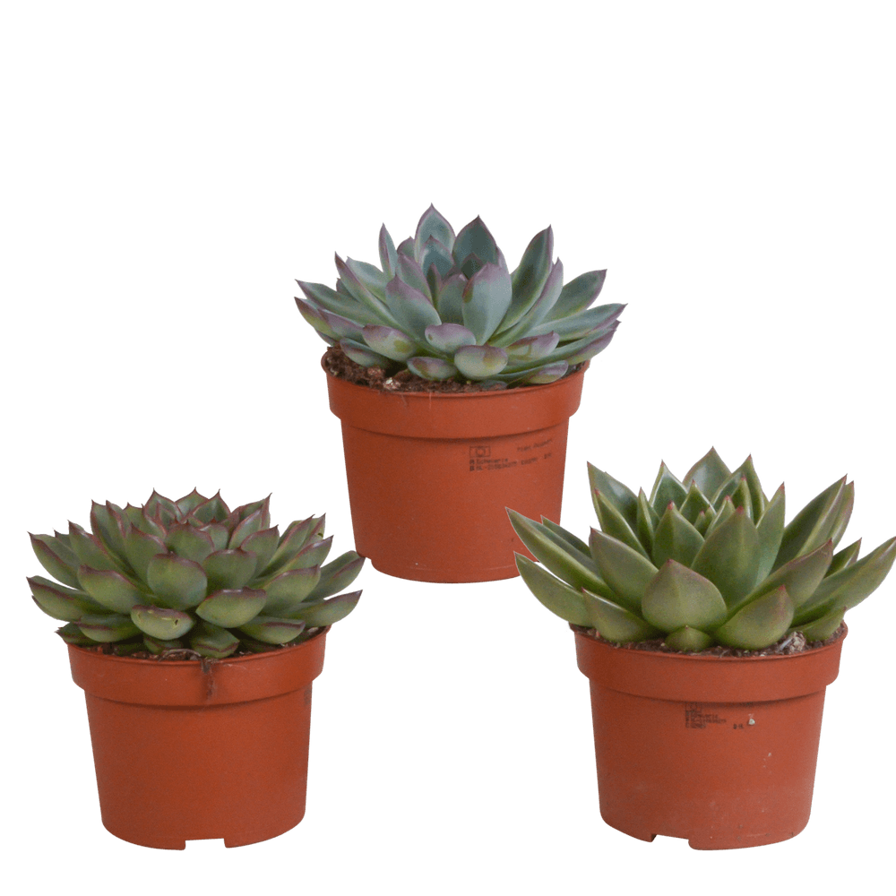 Coffret echeveria - lot de 3 plantes, h21cm - plantes d'intérieur