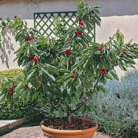Cerisier nain 'garden bing' pot de 6l/7l, 1/4 de tige, tige de 40 cm