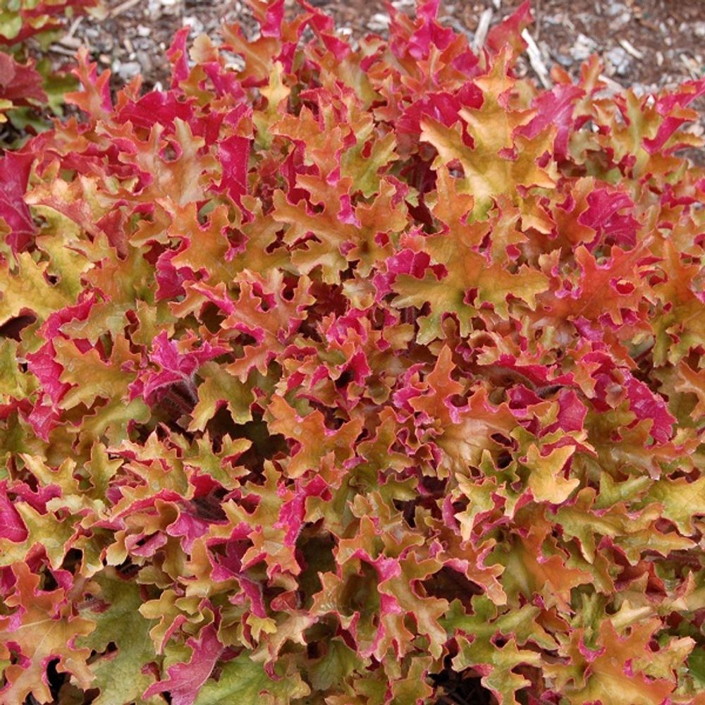 6 x heuchère 'marmalade'® - heuchera 'marmalade' - godet 9cm x 9cm