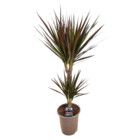 Dracaena marginata magenta - dracaena magenta plante d'intérieur - pot de 17cm - hauteur 70-80cm