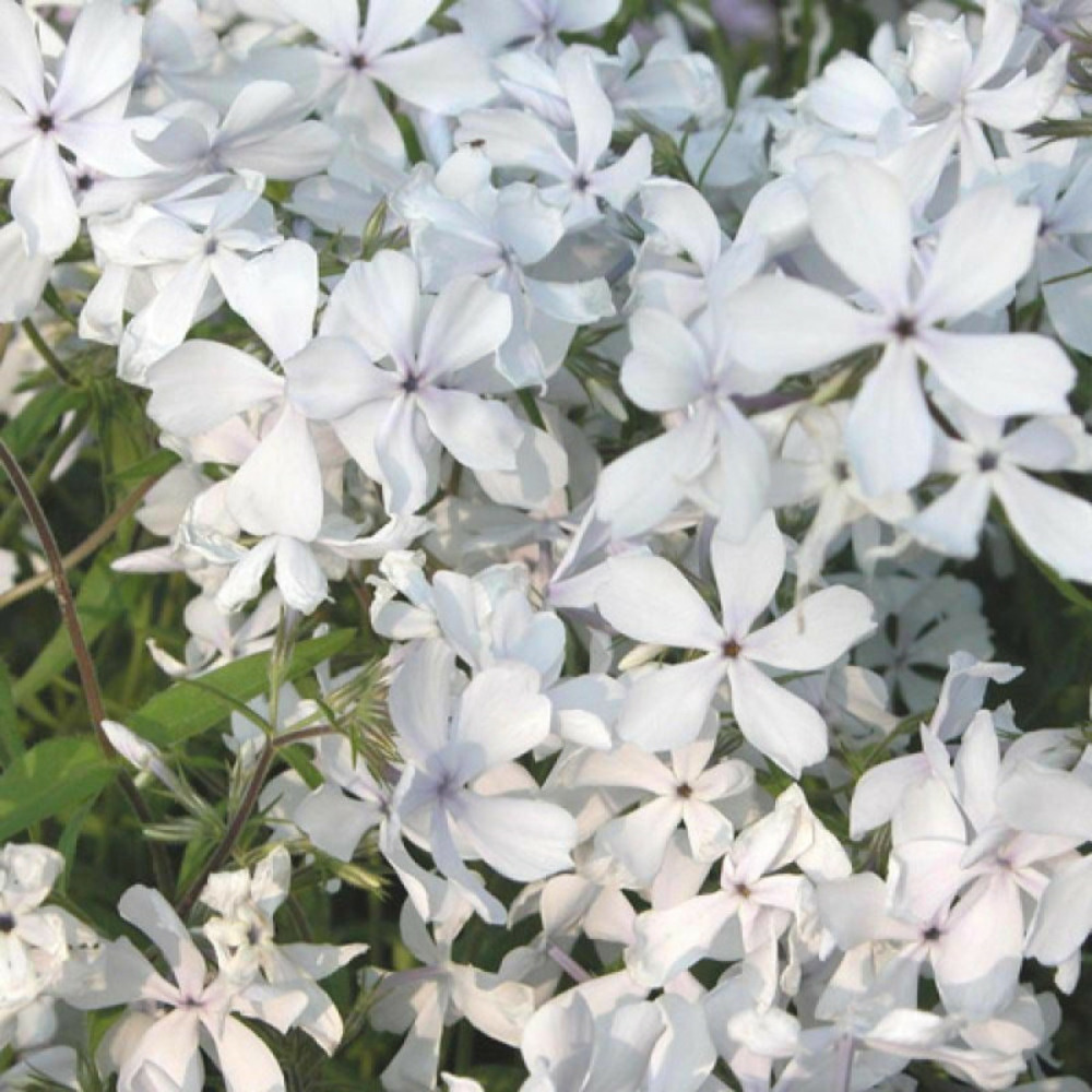 Phlox divariqué may breeze lot de 9 godets