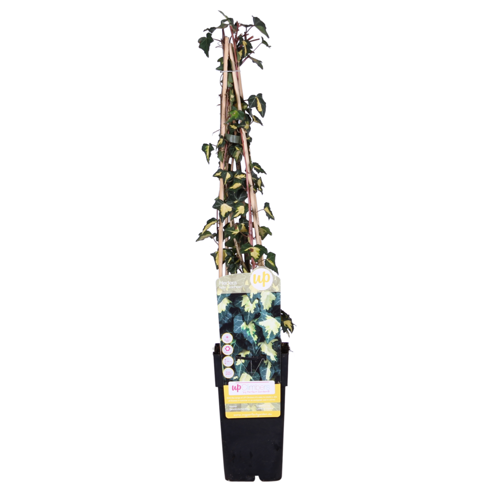 Lot de 4 - hedera helix 'goldheart' - h65 cm - ø15 cm